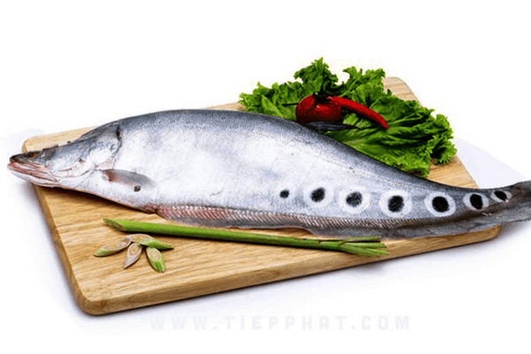 Cá thát lát là loài cá nước ngọt tốt cho sức khỏe