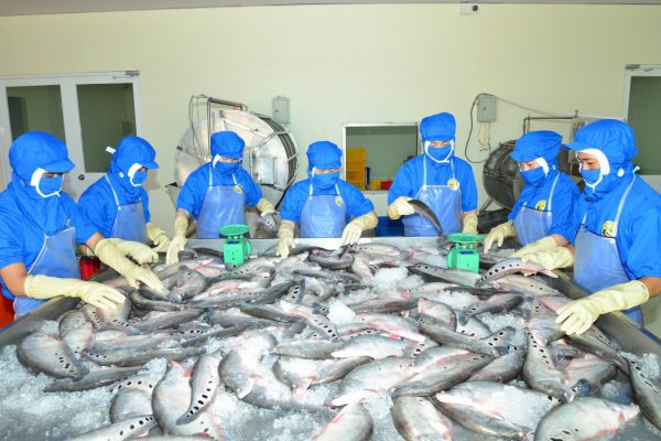 Sản phẩm cá thát lát tươi sống của Phạm Nghĩa Food