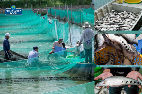 PHAM NGHIA FOOD mạnh dạn đầu tư xây dựng vùng nuôi riêng chuẩn VietGAP để đảm bảo chất lượng cá thát lát nguyên liệu