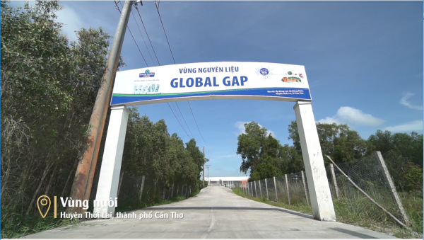Phát triển thêm vùng nuôi nguyên liệu chuẩn GlobalGAP tại Thới Lai, tạo cơ hội việc làm cho nhiều bà con nơi đây!
