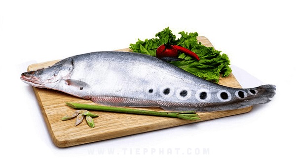 Cá thát lát với giá trị dinh dưỡng cao mà ăn không sợ béo
