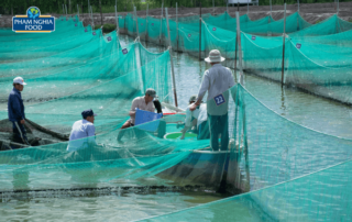 Vùng nuôi cá thát lát lớn nhất Việt Nam - nằm tại Thới Lai, Cần Thơ của PHAM NGHIA FOOD