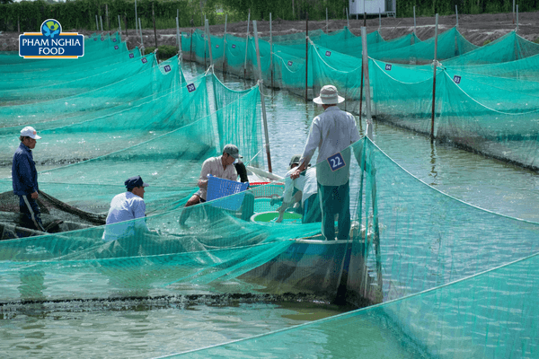 Vùng nuôi cá thát lát lớn nhất Việt Nam - nằm tại Thới Lai, Cần Thơ của PHAM NGHIA FOOD