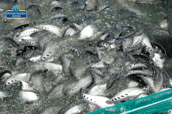 Nơi nuôi dưỡng những con cá thát lát chất lượng nhất để đưa vào sản xuất và cho ra những sản phẩm cá tươi ngon chất lượng cho thị trường!