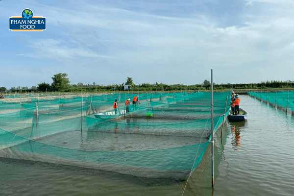 Vùng nuôi cá thát lát - nơi bắt đầu những ước mơ của PHAM NGHIA FOOD