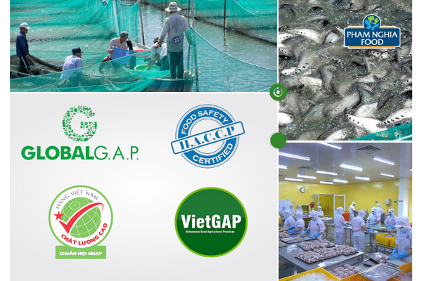 Chả cá Phạm Nghĩa - với nguồn nguyên liệu từ vùng nuôi đạt chuẩn và quy trình sản xuất chuẩn HACCP!