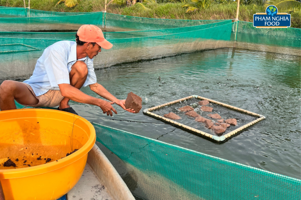 Cho cá ăn tại vùng nuôi Phạm Nghĩa