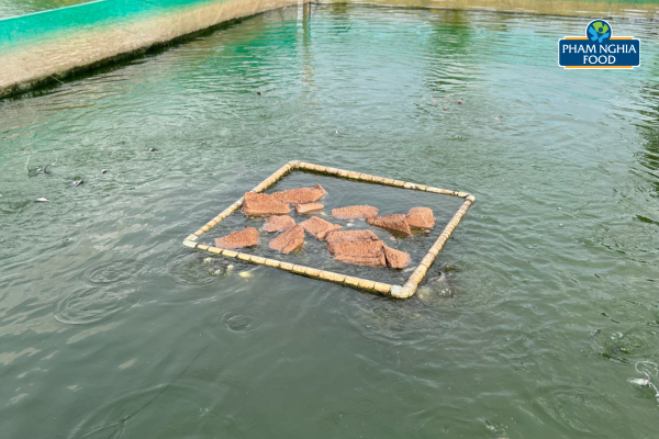 Những chú cá thát lát tại vùng nuôi Phạm Nghĩa