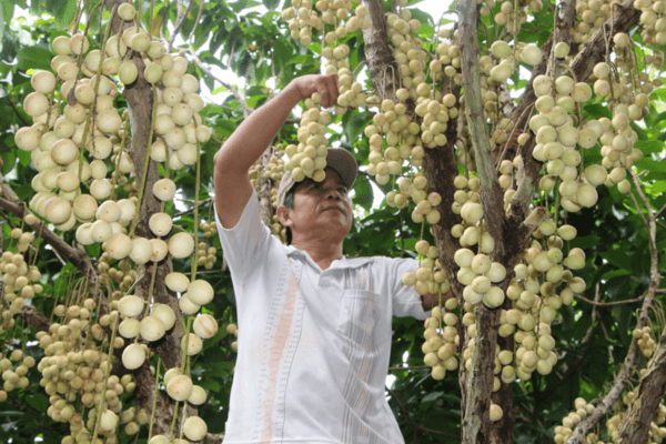 Dâu Hạ Châu cũng là một trong những trái cây đặc sản nổi tiếng của Cần Thơ