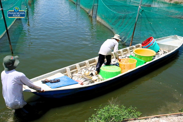 Sản xuất nông nghiệp theo tiêu chuẩn, đảm bảo an toàn vệ sinh thực phẩm