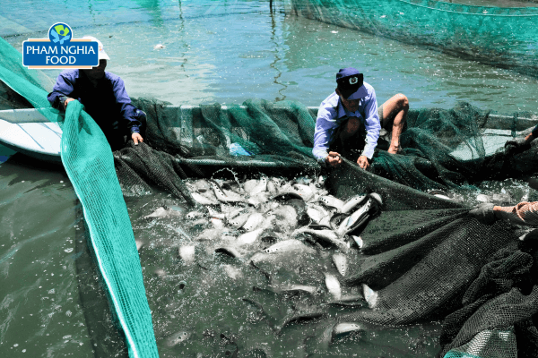 Nguyên liệu sạch, được nuôi trồng và đánh bắt theo tiêu chuẩn, mang đến sự an tâm cho người tiêu dùng