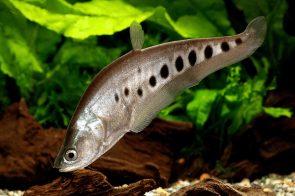 Cá thát lát là loại cá nước ngọt quen thuộc trong ẩm thực Việt